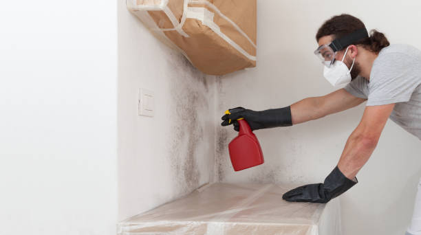 Attic Mold Remediation treatment on roof deck in Roselle